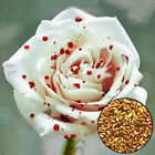 100 stück Schöne Weiße Tropfen Blut Rosen Samen Haus Garten Blumen Pflanzensamen