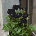 100 Stücke Seltene schwarze Rose Blumensamen Gartenpflanze für Deko