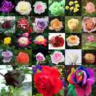 150X gemischt Stil seltene Pflanzen mehrfarbige Rose Pfingstrose Blumensamen