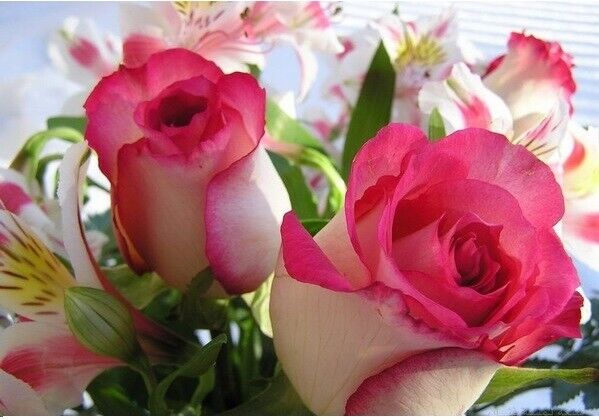 100 Stück Seltene Rosen-Blumen-Samen-Liebhaber-Pflanzen-Hausgarten 2 Farbe