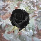 100 Stücke Seltene schwarze Rose Blumensamen Gartenpflanze für Deko
