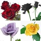 150X gemischt Stil seltene Pflanzen mehrfarbige Rose Pfingstrose Blumensamen