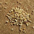 100 Stück weiß Rose Blumensamen natürliche Wachstum Garten Blumen Pflanze Samen