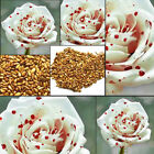 100 stück Schöne Weiße Tropfen Blut Rosen Samen Haus Garten Blumen Pflanzensamen