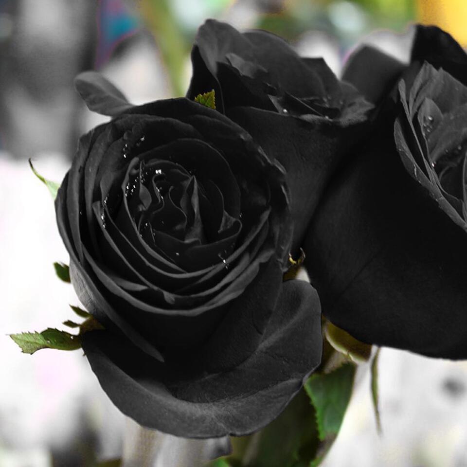 100 Stücke Seltene schwarze Rose Blumensamen Gartenpflanze für Deko