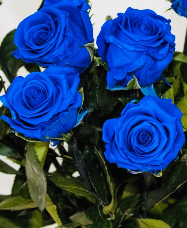 150 Stücke Samen Seltene Blau Rosa Rosen Balkon Garten Topf Rose Pflanzensamen